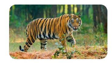 মিরপুর চিড়িয়াখানার বাঘ পলায়ন এলাকাবাসীকে সতর্ক থাকার আহ্বান